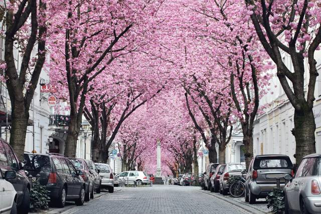 Kirschblüte in der Bonner Altstadt