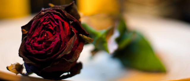 Nahaufnahme einer Rose